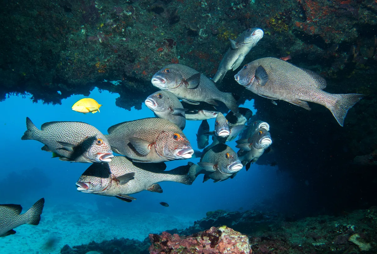 Yellowspotted Thicklip