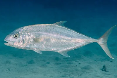 Yellowspotted Trevally