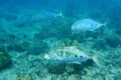 Carangoides fulvoguttatus, Yellowspotted trevally, Praslin, Seychelles