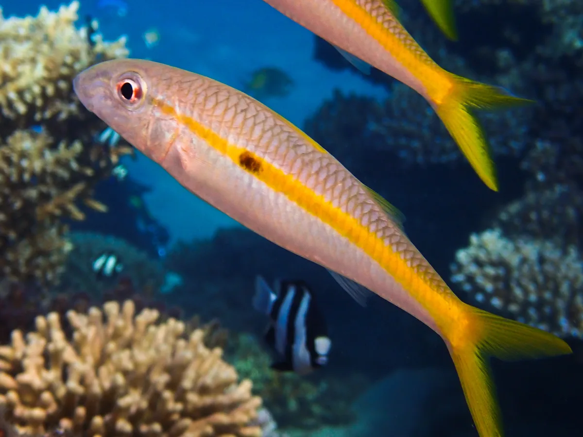 Yellowstripe Goatfish