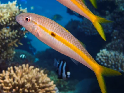 Yellowstripe Goatfish