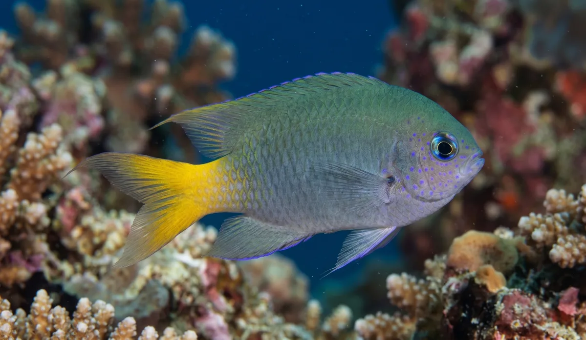 Yellowtail Damselfish