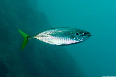 Yellowtail Scad