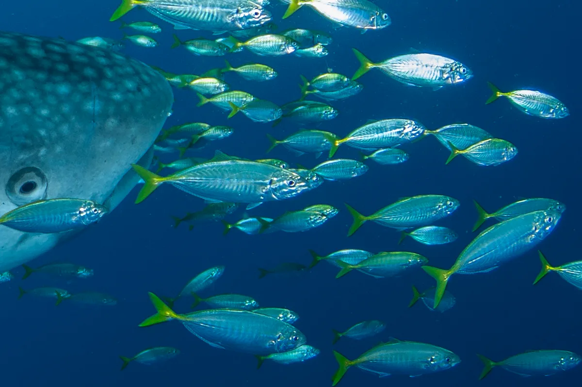 Atule mate - Whale Sharks, QW2X+P54, Akudiomi, Yaur, Kabupaten Nabire, Papua Tengah 98852, Indonesia