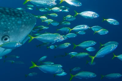 Atule mate - Whale Sharks, QW2X+P54, Akudiomi, Yaur, Kabupaten Nabire, Papua Tengah 98852, Indonesia