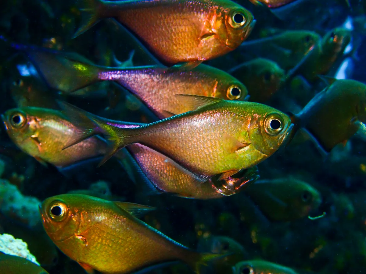 Yellowtail Sweeper