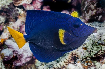 Yellowtail Tang