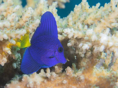 Purple Tang - Juvenile - Zebrasoma xanthurum
