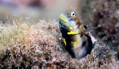 Yellowthroat Blenny - male