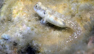 Yellowthroat Blenny - female