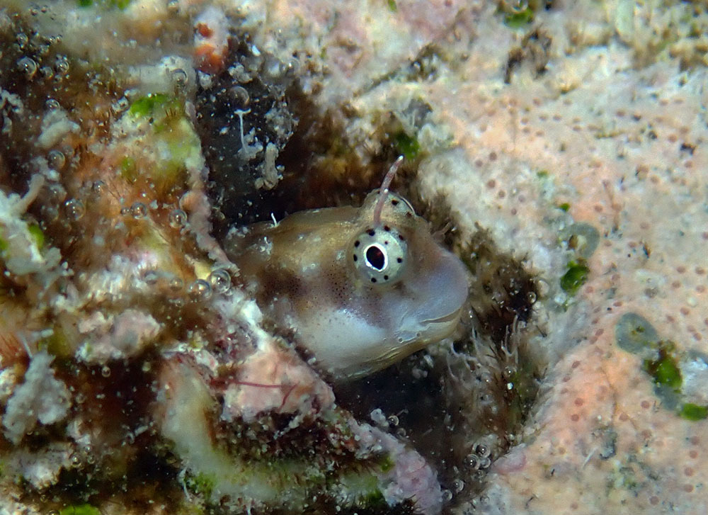 Alloblennius jugularis - Wadi lahami, Red Sea Governorate, Égypte