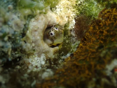 Alloblennius jugularis