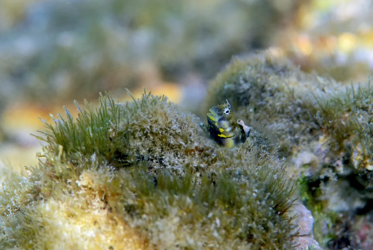 Alloblennius jugularis - Hurghada, Al-Bahr al-ahmar, Ägypten