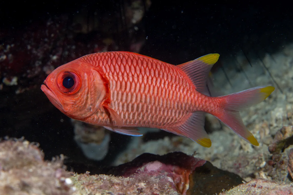 Myripristis xanthacra - Mecca, SA