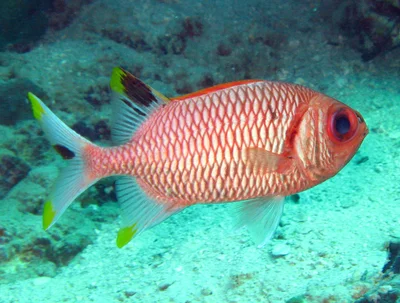 Myripristis xanthacra - Arta, Djibouti