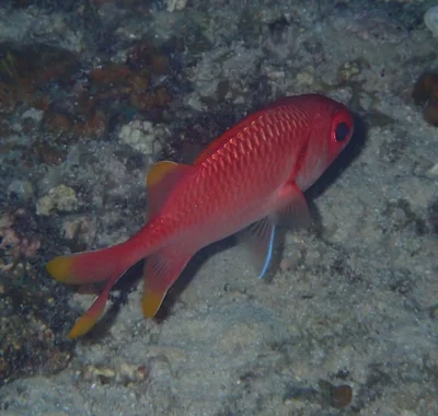 Myripristis xanthacra - Farasan Saúdská Arábie