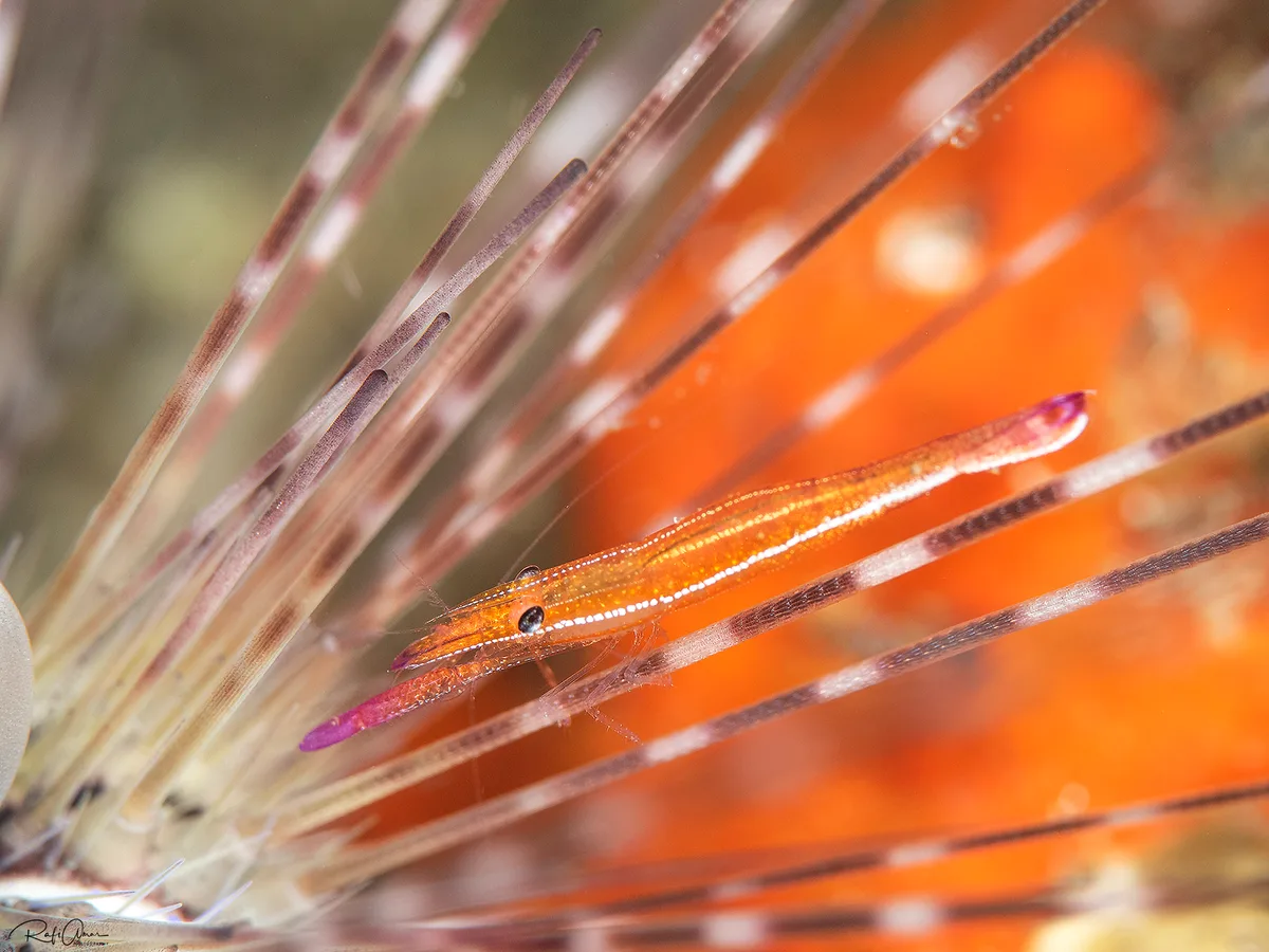 Zanzibar Urchin Shrimp