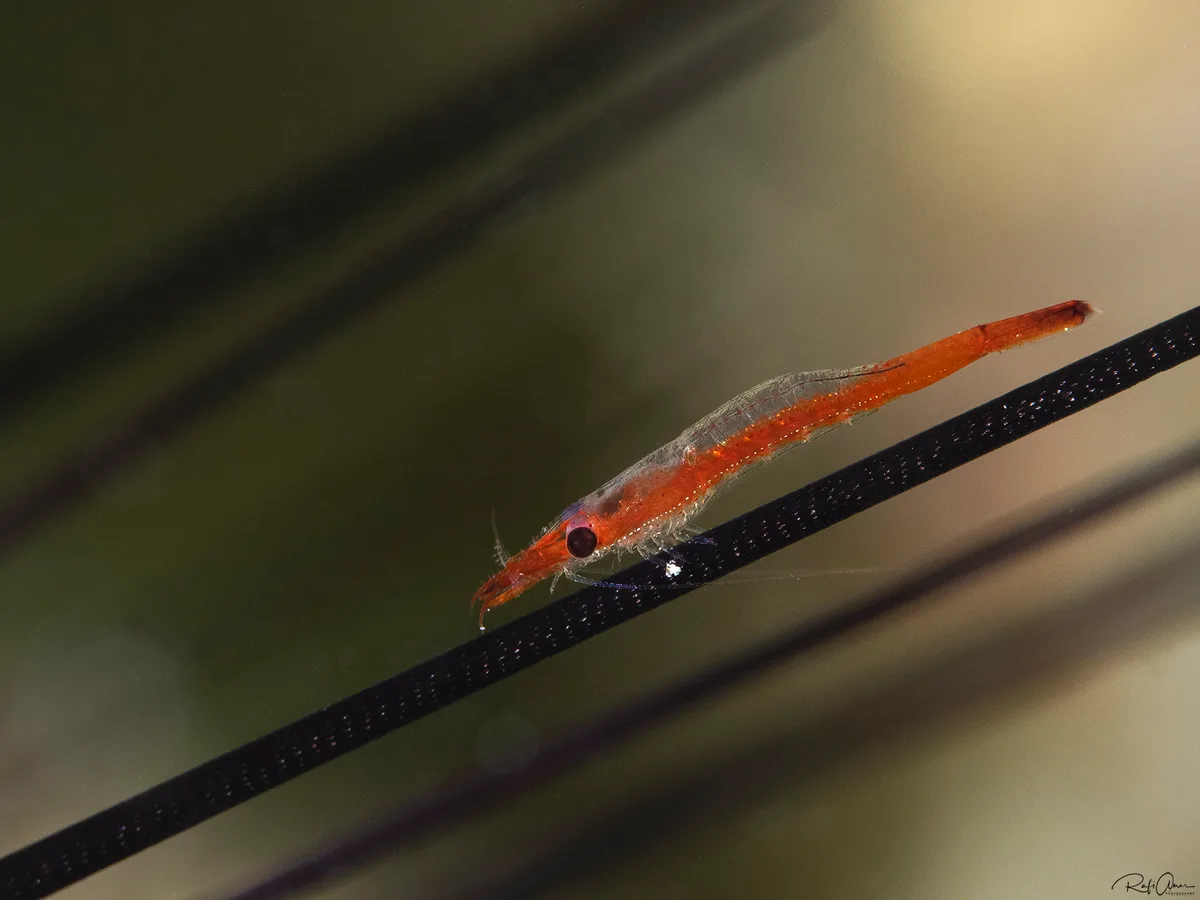 Zanzibar Urchin Shrimp