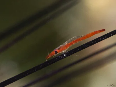 Zanzibar Urchin Shrimp