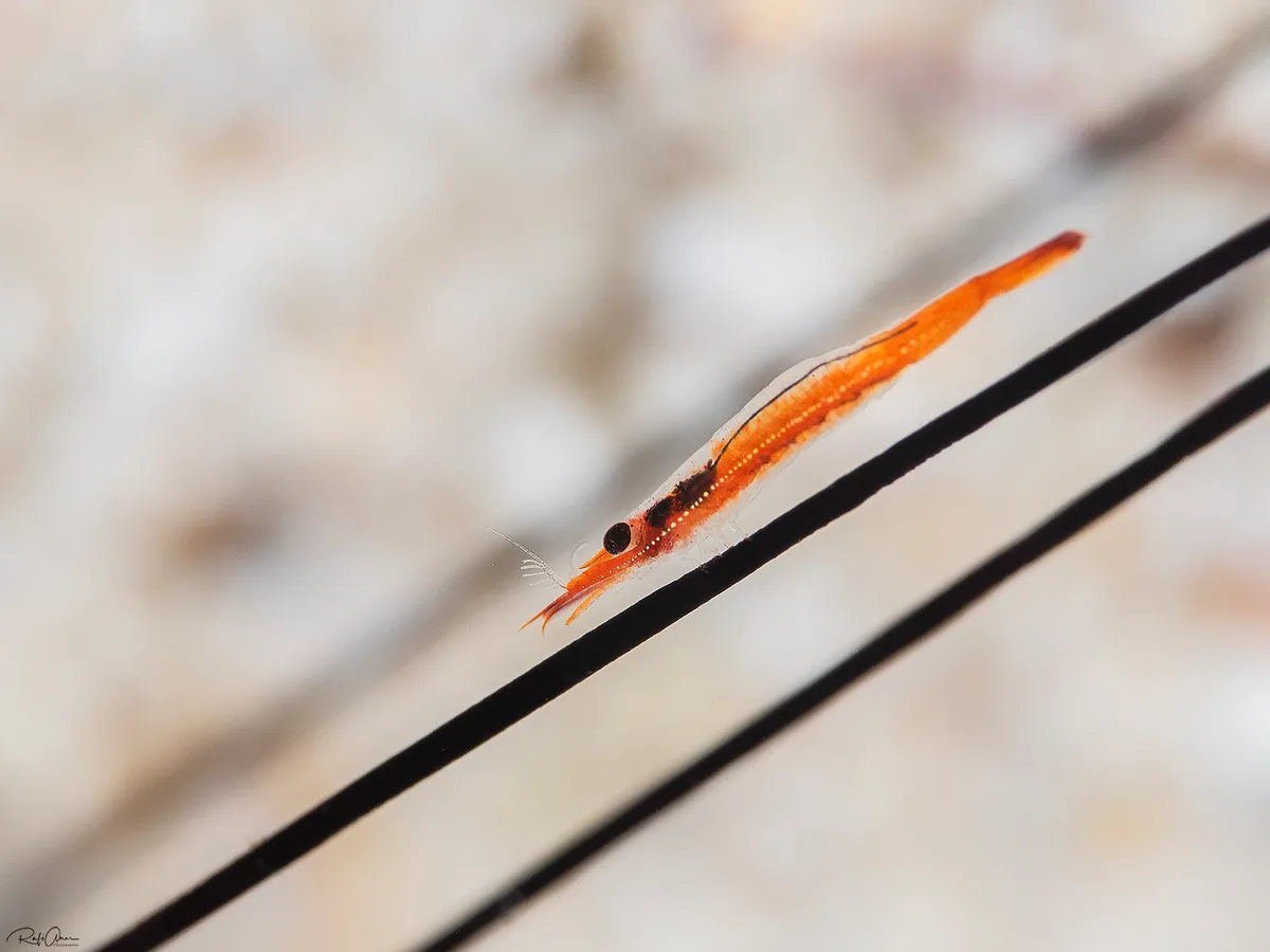 Zanzibar Urchin Shrimp