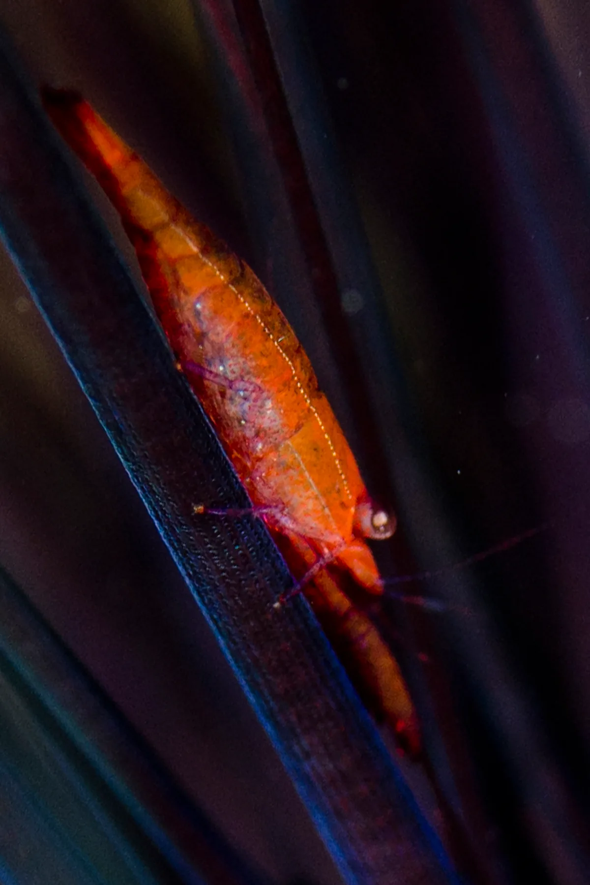 Tuleariocaris zanzibarica - TK1, Lembeh Strait, Indonesia