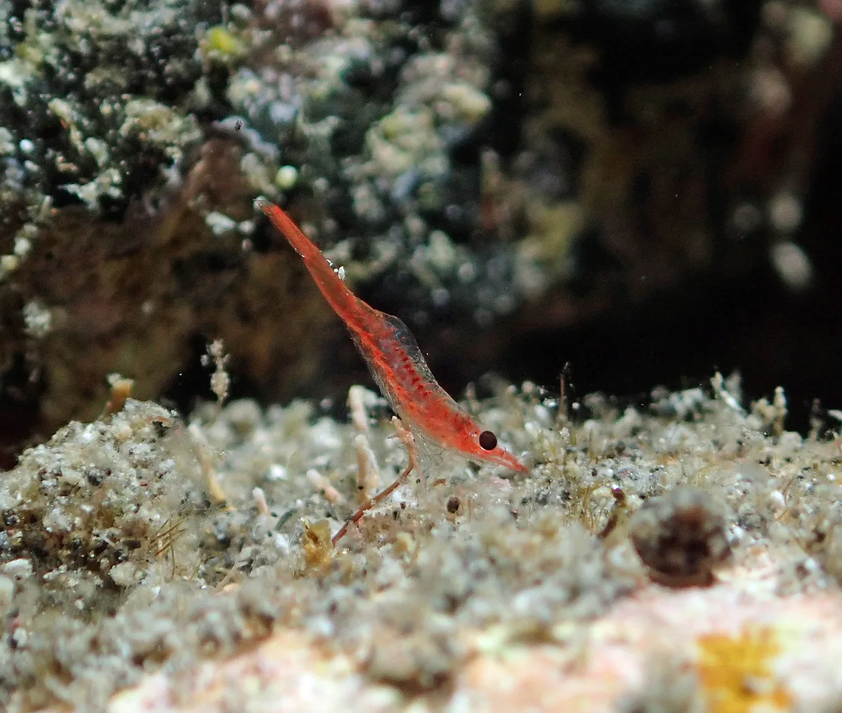Tuleariocaris zanzibarica - L'Étang-Salé, RE-PL, RE