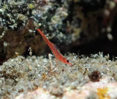 Tuleariocaris zanzibarica - L'Étang-Salé, RE-PL, RE