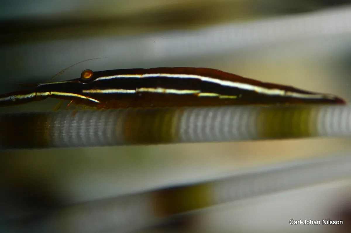Tuleariocaris zanzibarica - Romblon, PH