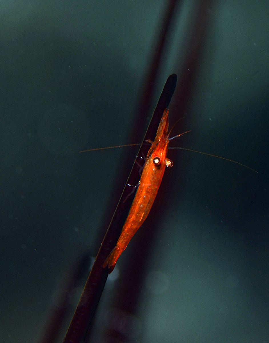 Tuleariocaris zanzibarica - Kwajalein Atoll, RMI