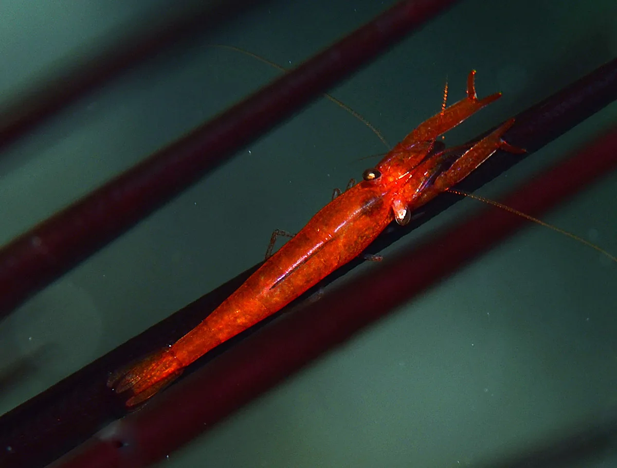 Tuleariocaris zanzibarica - Kwajalein Atoll, RMI