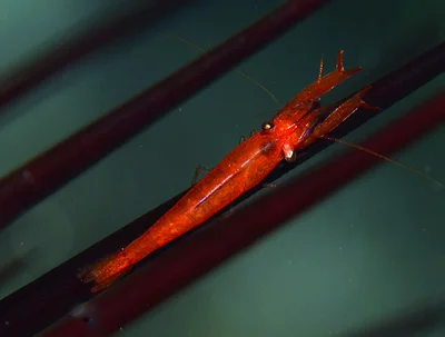 Tuleariocaris zanzibarica - Kwajalein Atoll, RMI