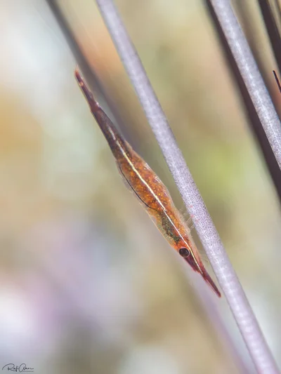Tuleariocaris zanzibarica - אילת, ישראל