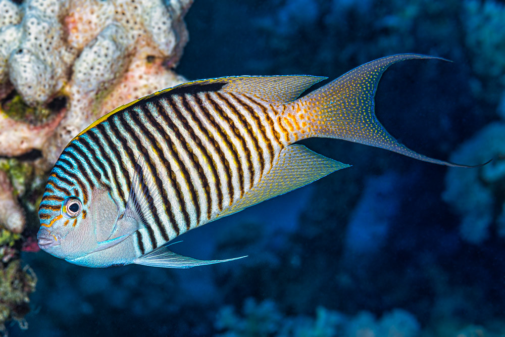 Zebra Angelfish, male - Genicanthus caudovittatus