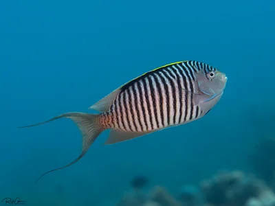 Zebra Angelfish - Male - Genicanthus caudovittatus