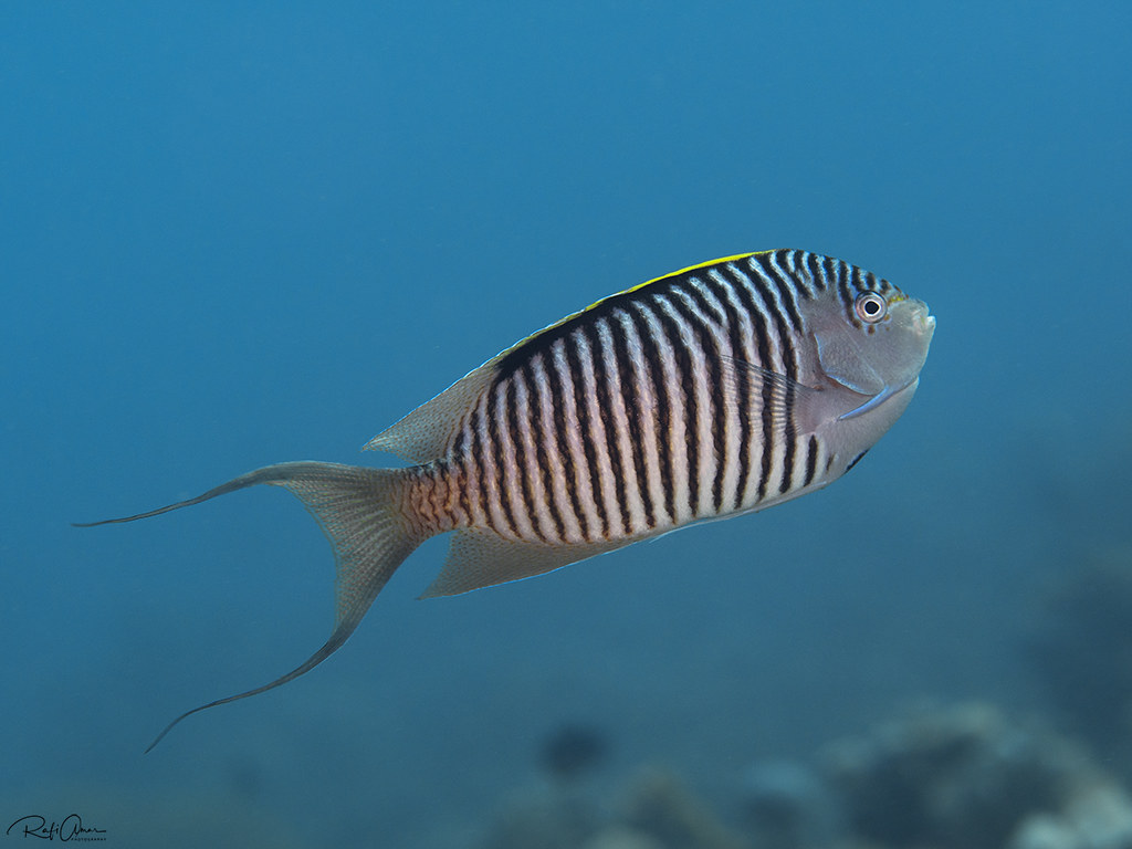 Zebra Angelfish - Male - Genicanthus caudovittatus