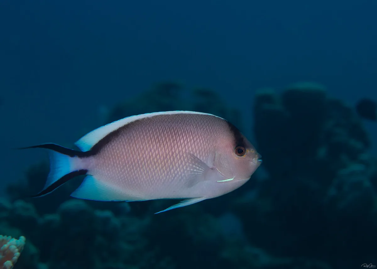 Zebra Angelfish - Female - Genicanthus caudovittatus