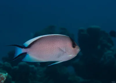Zebra Angelfish - Female - Genicanthus caudovittatus