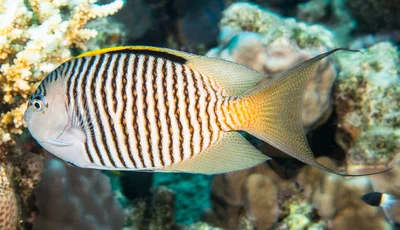 Zebra Angelfish, male - Genicanthus caudovittatus