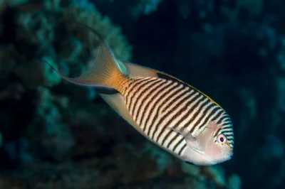 Male Zebra Angelfish (Genicanthus caudovittatus)