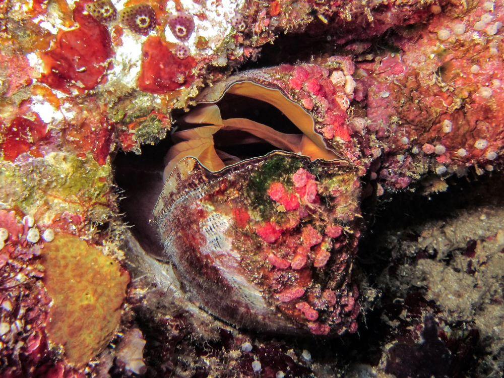 Lamarcka ventricosa - Kolombangara, Solomon Islands