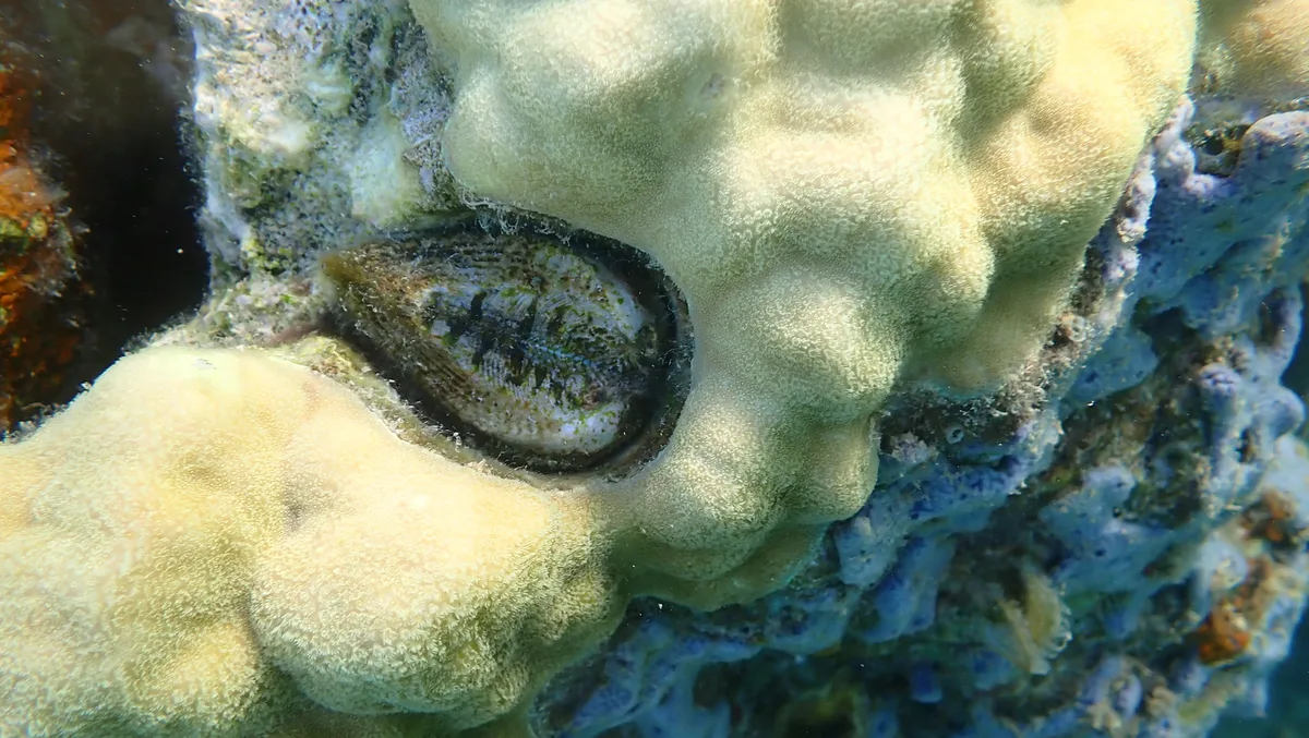 Lamarcka ventricosa - El Rio y Mar Busuanga, 5316 Palawan, Philippines