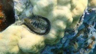 Lamarcka ventricosa - El Rio y Mar Busuanga, 5316 Palawan, Philippines