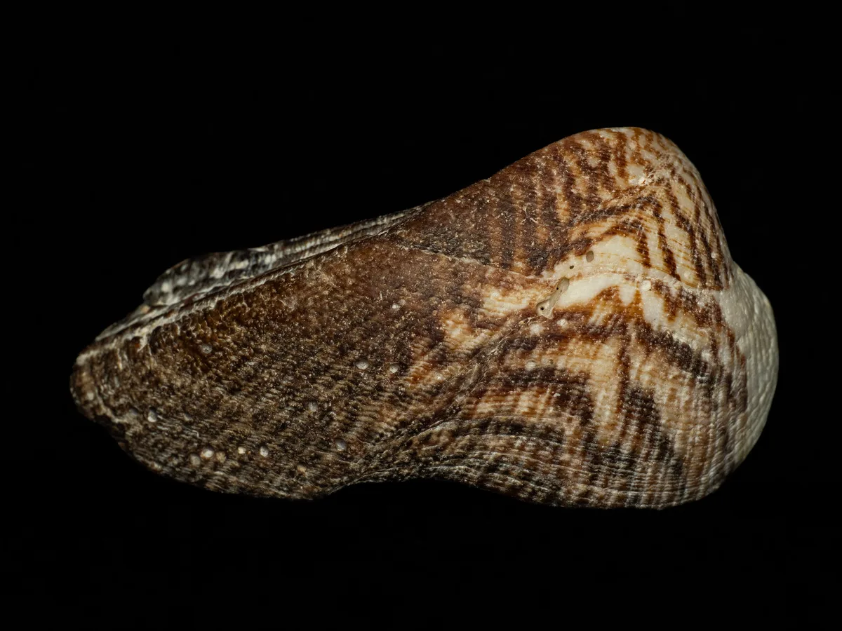 Lamarcka ventricosa - Hawaii, US