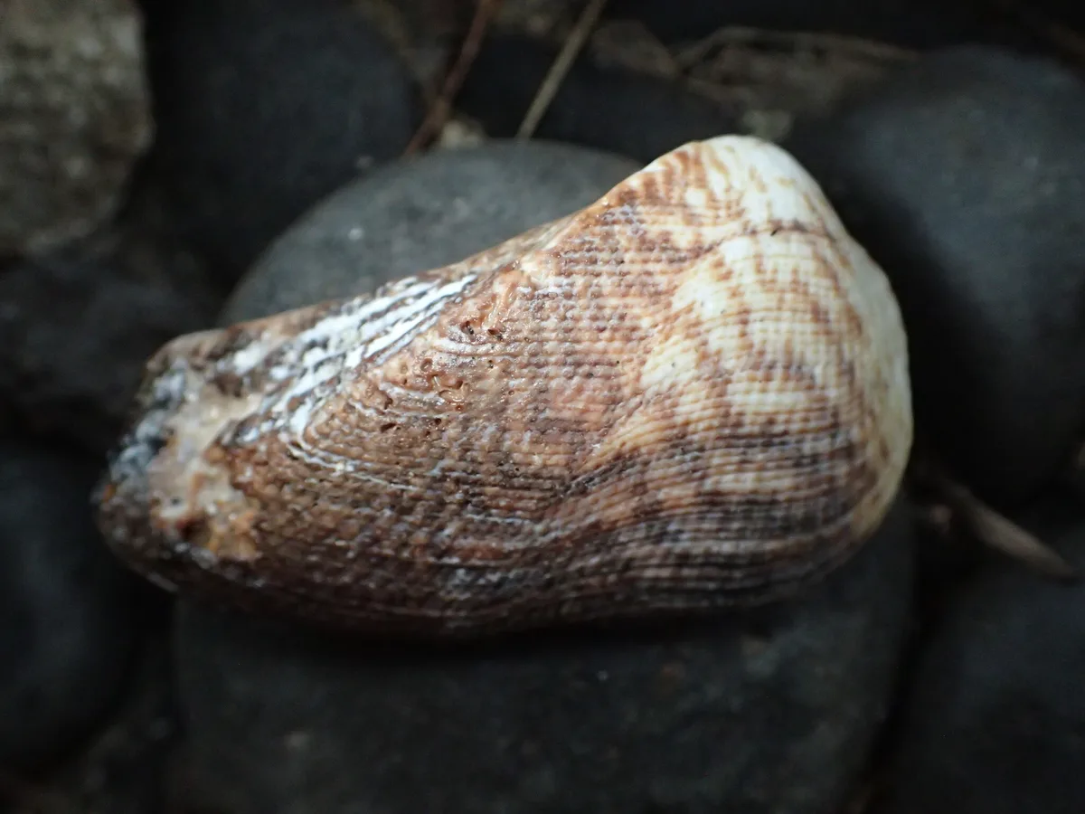 Lamarcka ventricosa - Paparā, French Polynesia