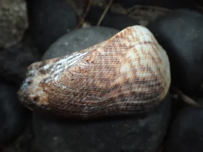Lamarcka ventricosa - Paparā, French Polynesia