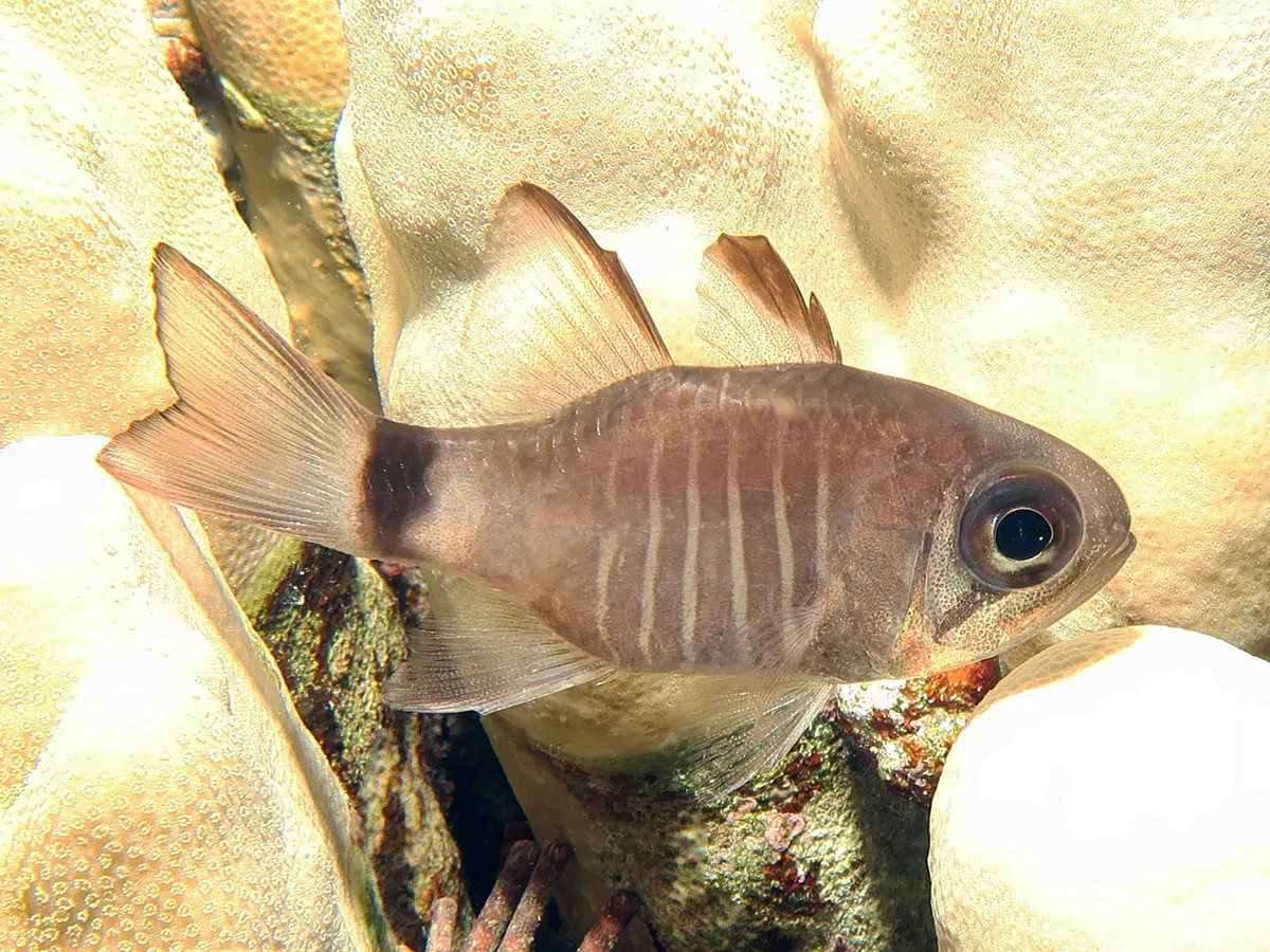 Zebra Cardinalfish
