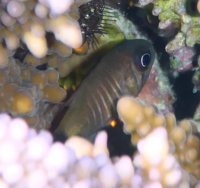 Nectamia zebrina - Marsa Alam, Red Sea Governorate, Egypt
