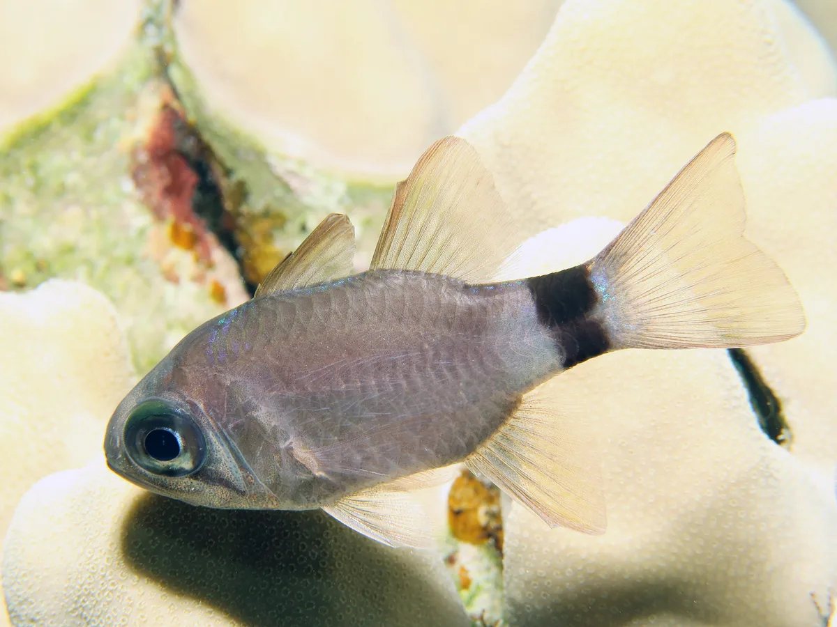 Apogonidae_Nectamia_zebrinus_IMG_0272_2018_08_14_Abu_Dabab_3_Night