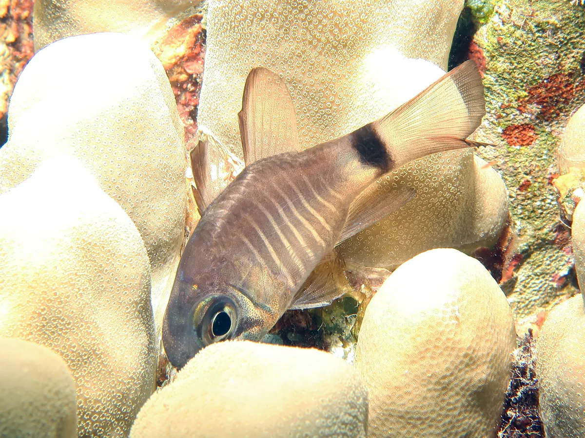 Apogonidae_Nectamia_zebrinus_IMG_0274_2018_08_14_Abu_Dabab_3_Night