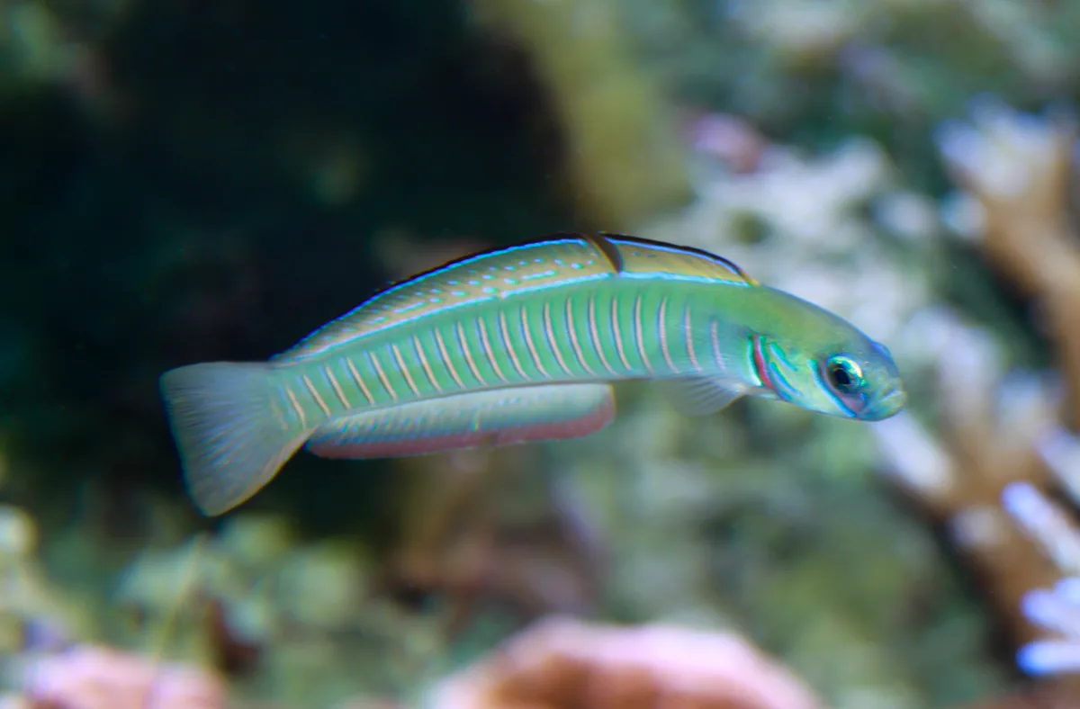 Zebra Dartfish